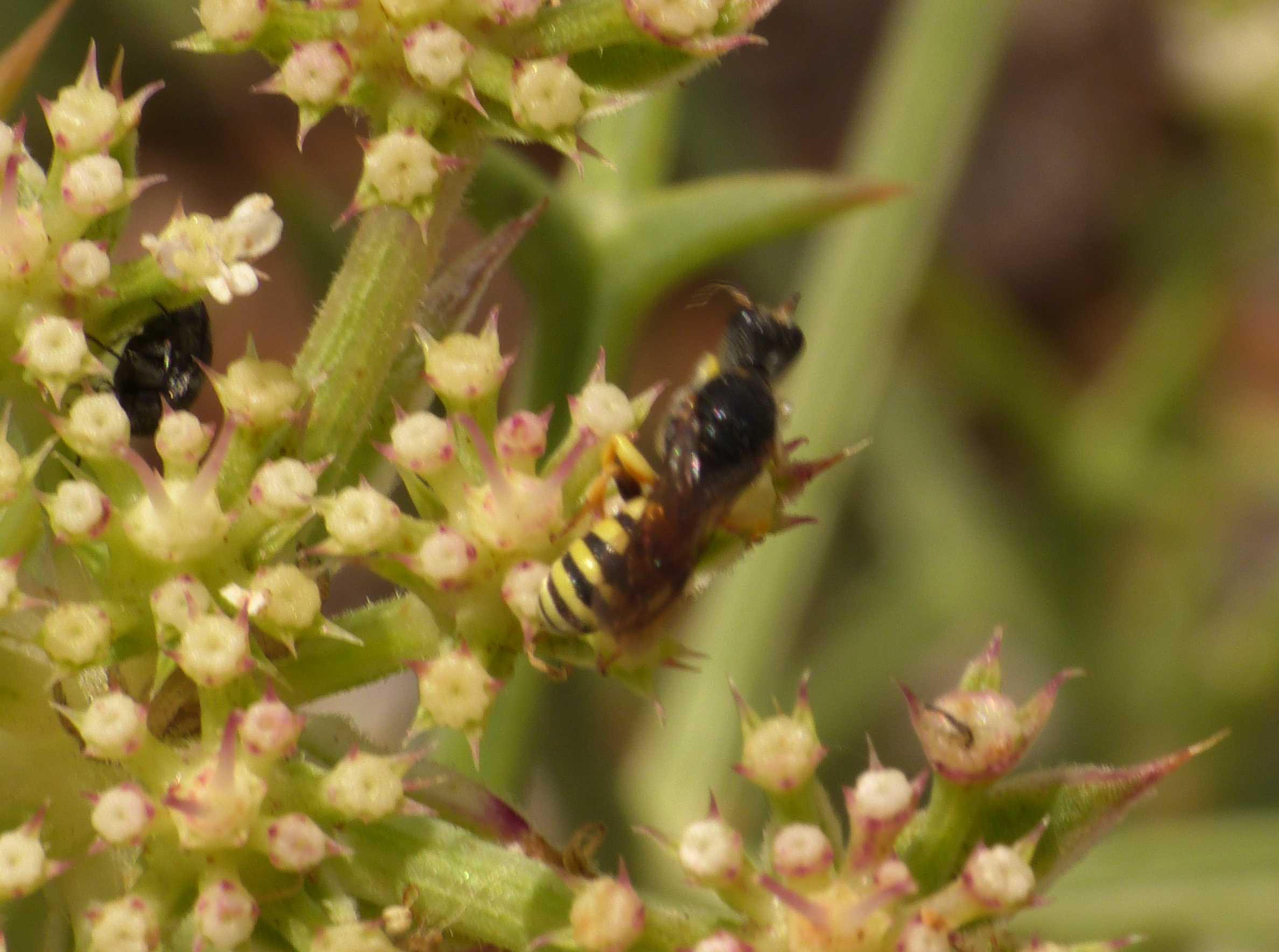 maschio di Lestica clypeata (Crabronidae)